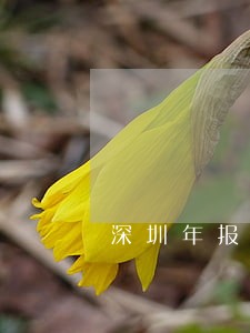 深圳年报逾期申报 深圳年报逾期申报