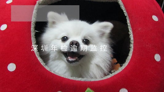 深圳年检逾期监控 深圳年检逾期监控