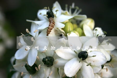 深圳废除劳动合同法 深圳废除劳动合同法