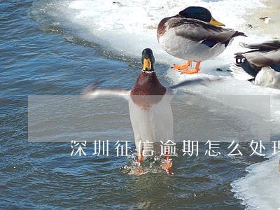 深圳征信逾期怎么处理 深圳征信逾期怎么处理