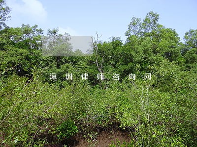 深圳律师咨询网 深圳律师咨询网