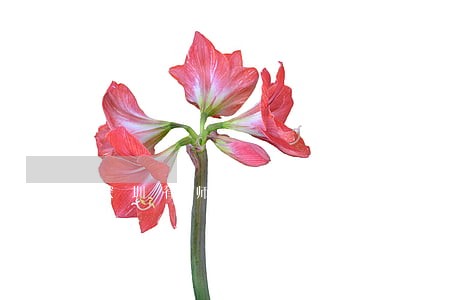 深圳律师证注销 深圳律师证注销