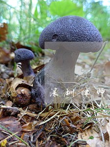 深圳律师证注销后重新申请执业