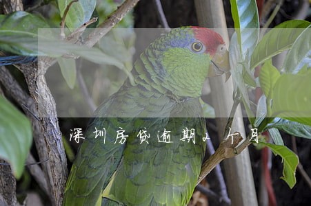 深圳房贷逾期2个月 深圳房贷逾期2个月
