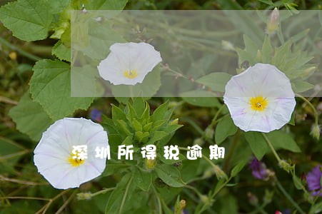 深圳所得税逾期 深圳所得税逾期