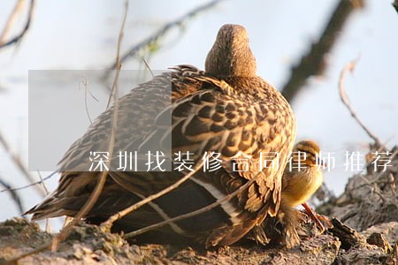深圳找装修合同律师推荐 深圳找装修合同律师推荐