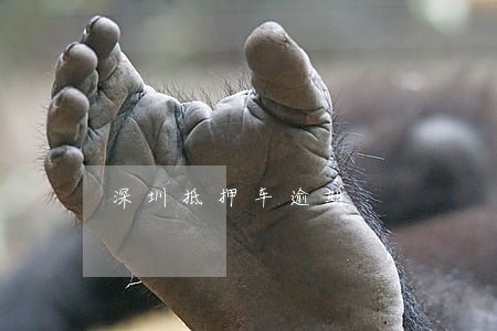 深圳抵押车逾期 深圳抵押车逾期