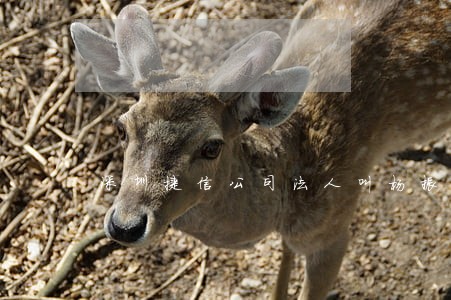 深圳捷信公司法人叫杨振同吗 深圳捷信公司法人叫杨振同吗