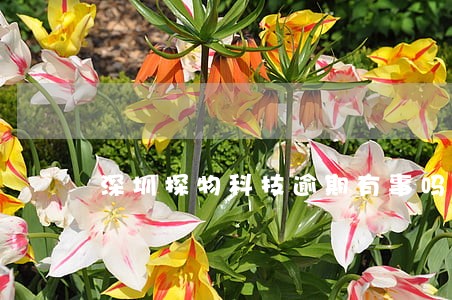 深圳探物科技逾期有事吗 深圳探物科技逾期有事吗