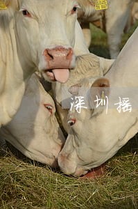深圳摇号两年内逾期取消资格 深圳摇号两年内逾期取消资格