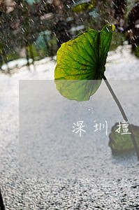 深圳擅长刑事大律师哪里找