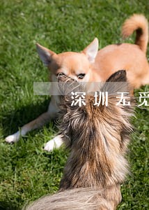 深圳无觅科技小贷逾期 深圳无觅科技小贷逾期