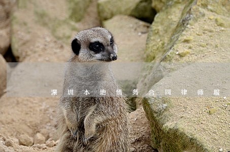 深圳本地债务合同律师服务热线 深圳本地债务合同律师服务热线