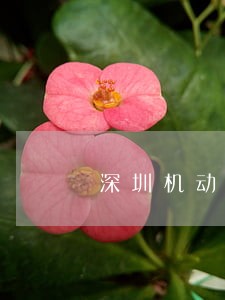深圳机动车年审逾期处罚吗 深圳机动车年审逾期处罚吗
