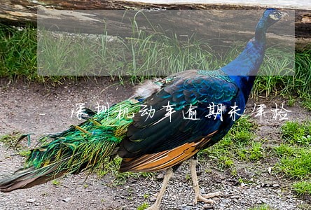 深圳机动车逾期未年检 深圳机动车逾期未年检