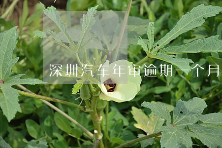深圳汽车年审逾期一个月