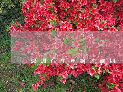 深圳汽车年检过逾期 深圳汽车年检过逾期
