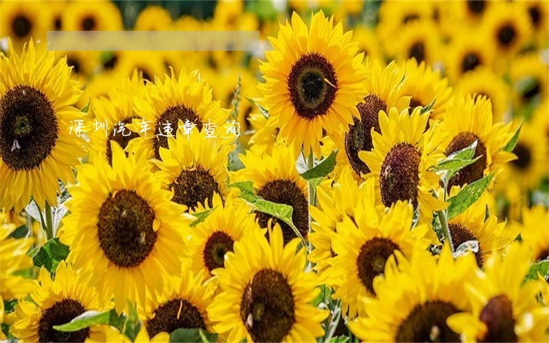 深圳汽车违章查询 深圳汽车违章查询