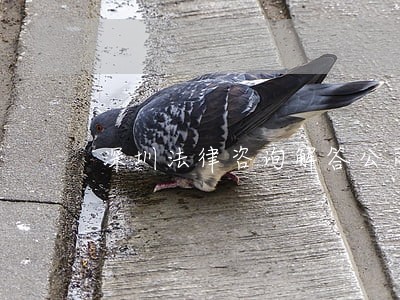 深圳法律咨询解答公司