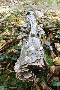 深圳法律援助天平大厦 深圳法律援助天平大厦