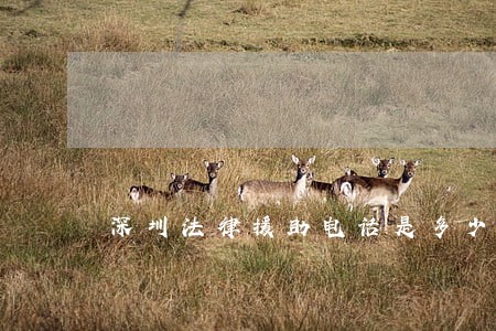 深圳法律援助电话是多少 深圳法律援助电话是多少