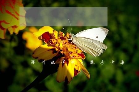 深圳法律顾问服务方案 深圳法律顾问服务方案