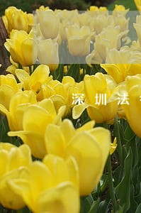 深圳法律顾问聘用 深圳法律顾问聘用