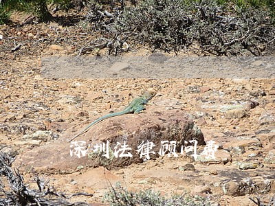 深圳法律顾问费 深圳法律顾问费