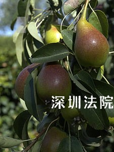 深圳法院一个月工资多少 深圳法院一个月工资多少