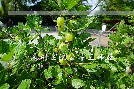 深圳法院公告王伟强 深圳法院公告王伟强