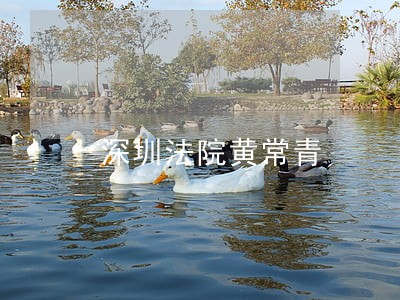 深圳法院黄常青 深圳法院黄常青