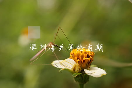 深圳海关年检逾期 深圳海关年检逾期