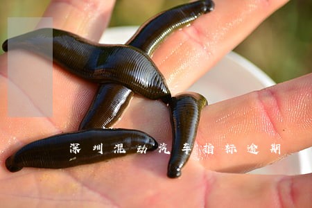 深圳混动汽车指标逾期 深圳混动汽车指标逾期