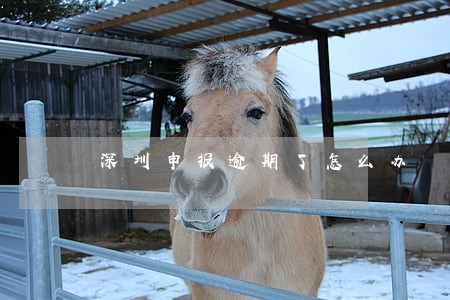 深圳申报逾期了怎么办 深圳申报逾期了怎么办