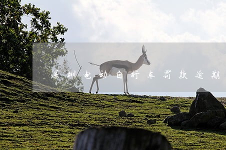 深圳电动自行车罚款逾期了上哪交 深圳电动自行车罚款逾期了上哪交