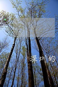 深圳的法律援助热线 深圳的法律援助热线