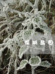深圳盐田区著作权律师费用标准 深圳盐田区著作权律师费用标准