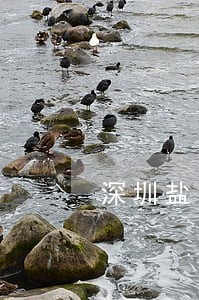 深圳盐田法律咨询事务所 深圳盐田法律咨询事务所