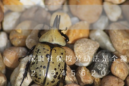 深圳社保按劳动法是全额缴吗/2023021345620 深圳社保按劳动法是全额缴吗/2023021345620