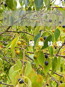 深圳社保缴费逾期几天怎么补交 深圳社保缴费逾期几天怎么补交