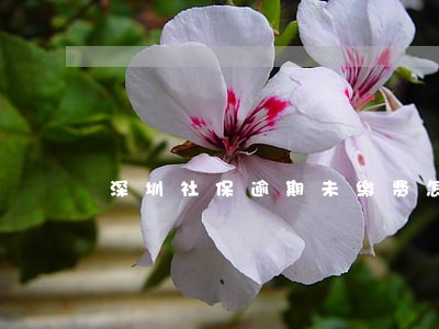 深圳社保逾期未缴费怎么办 深圳社保逾期未缴费怎么办