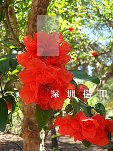 深圳福田区律师事务所 深圳福田区律师事务所