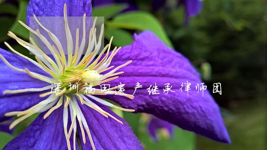 深圳福田遗产继承律师团 深圳福田遗产继承律师团