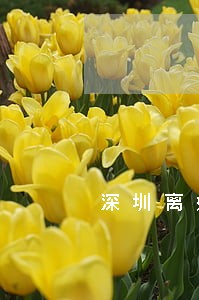 深圳离婚协议律师收费 深圳离婚协议律师收费