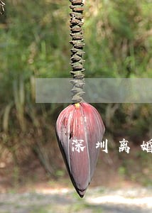 深圳离婚律师代理多少钱 深圳离婚律师代理多少钱