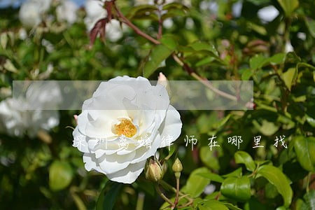 深圳离婚律师在哪里找 深圳离婚律师在哪里找