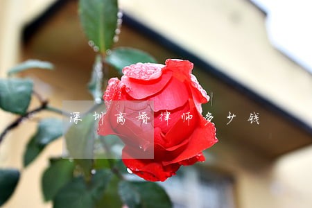 深圳离婚律师多少钱 深圳离婚律师多少钱