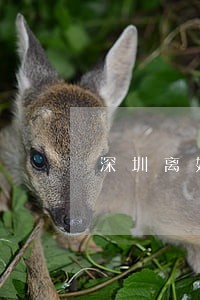 深圳离婚律师收费价目表 深圳离婚律师收费价目表