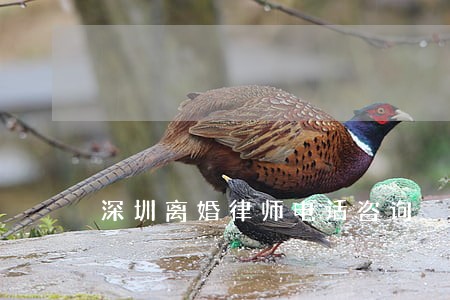 深圳离婚律师电话咨询 深圳离婚律师电话咨询