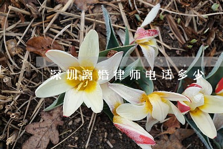 深圳离婚律师电话多少 深圳离婚律师电话多少